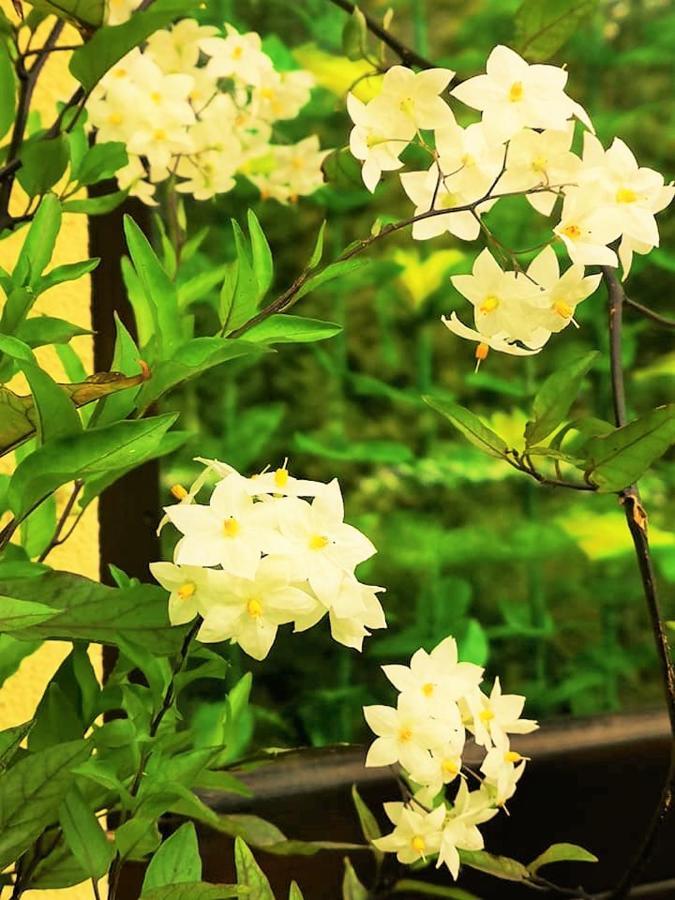 Penzion Pod Orechom Турчянське Тепліце Екстер'єр фото